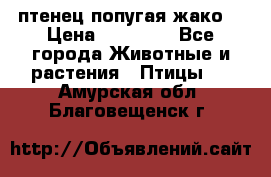 птенец попугая жако  › Цена ­ 60 000 - Все города Животные и растения » Птицы   . Амурская обл.,Благовещенск г.